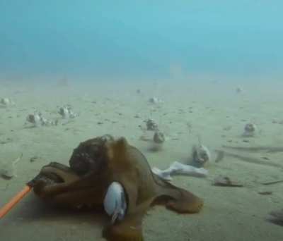 An octopus giving a shark a weird surprise hug 🔥