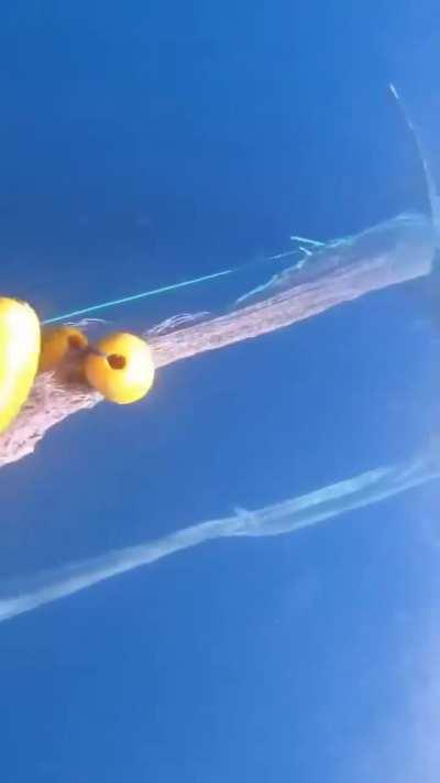 A whale trapped in a fishing net and set free by divers