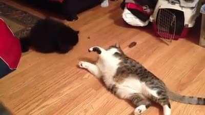 Chonky cat battles don't involve a lot of running.