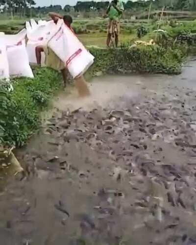 Feeding the fish's
