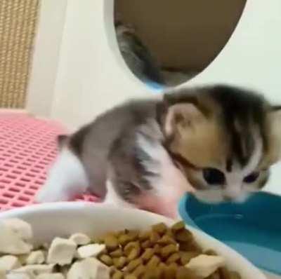 When you haven't learned scritches yet