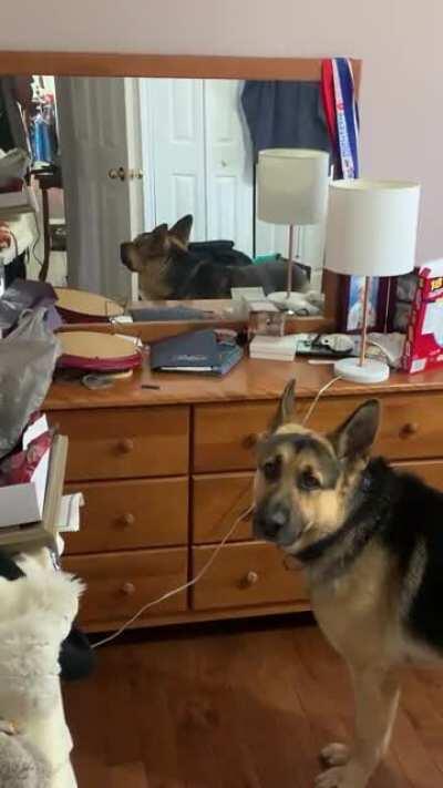 Bruno discovered his reflection today