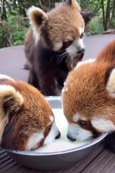 Red pandas are so cute!