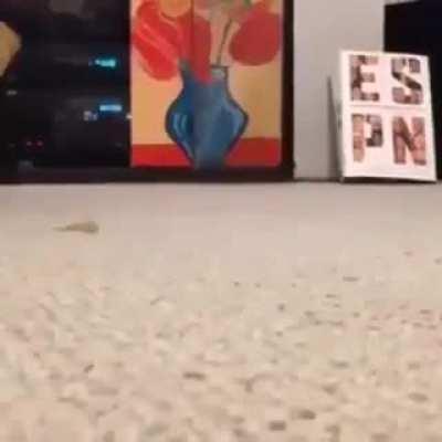 This gave me chaotic energy