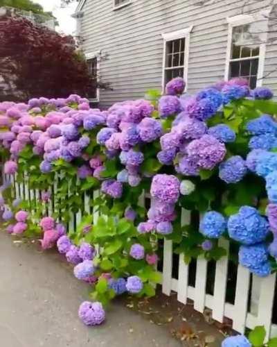 Hydrangeas
