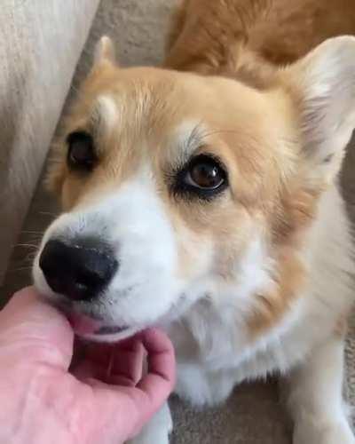 Licking the hand that scratches