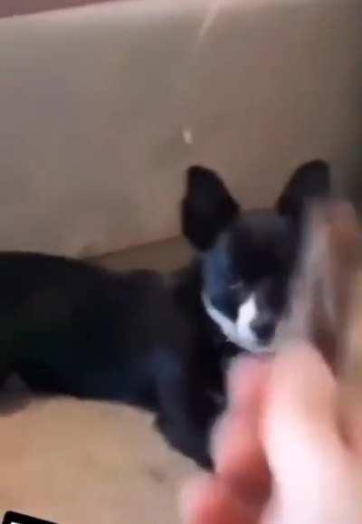 There's two types of dogs