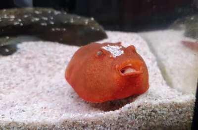 Taters crash course yawning