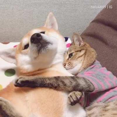 Excuse me, this is MY pup