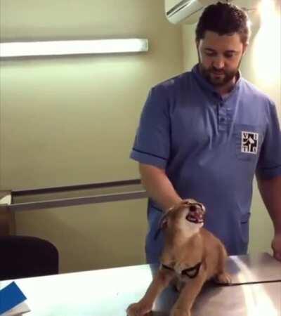 Adorable caracal tries and fails to scare the veterinarian