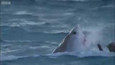 [X-post r/HardcoreNature] Tiger Sharks feasting on Albatross fledglings