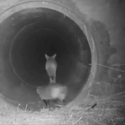 Eles tavam dando um rolezinho