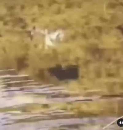 I need an ID check on this bird. Currently, there are 16 types of birds that can fly underwater. The closest I can find to this one is an American Dipper.