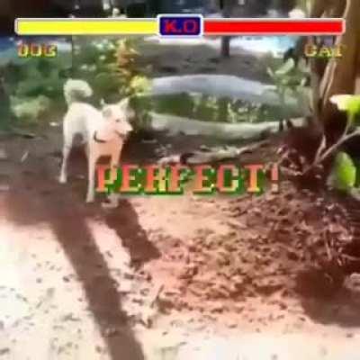 Dog vs Cat, Street fighter edition!!