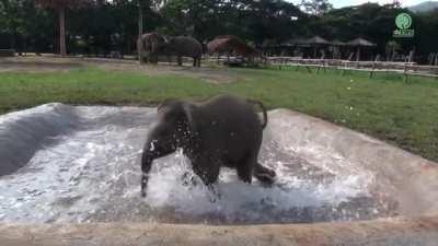 Elephant baby having fun times in the pool