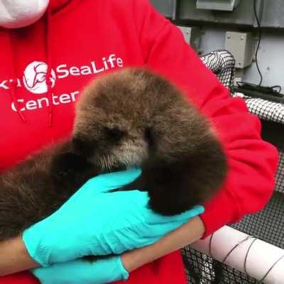 EL2005 has been named Lupine at Alaska Sealife Centre!