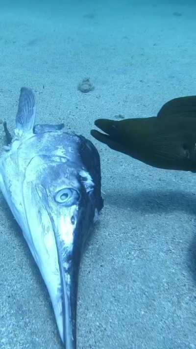A Moray Eel protecting his meal from an approaching diver.