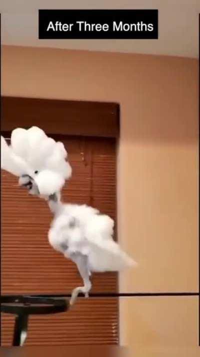 Parrot plucked it's feather due to depression so its owner danced with it every day.