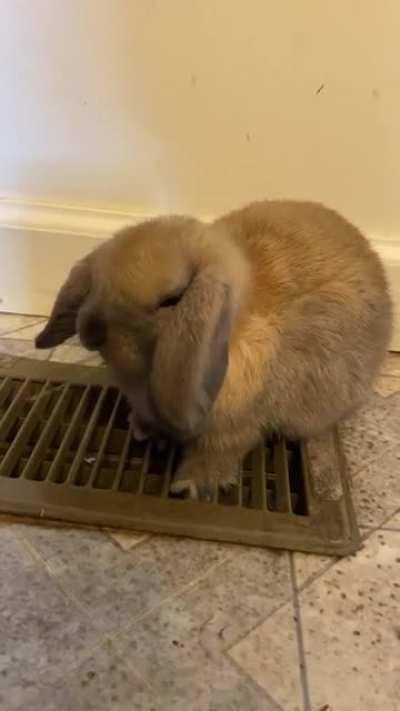 Hopper Snackin On The Air Vent