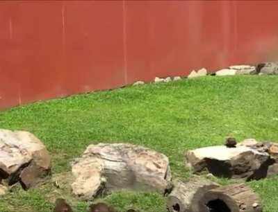 A group of otters is called a romp