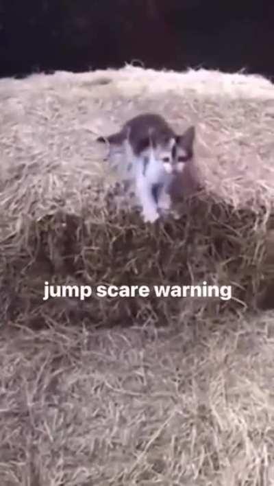 Jumpscare warning [gore] 