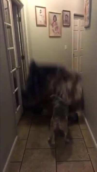 Trying the towel trick on the dog