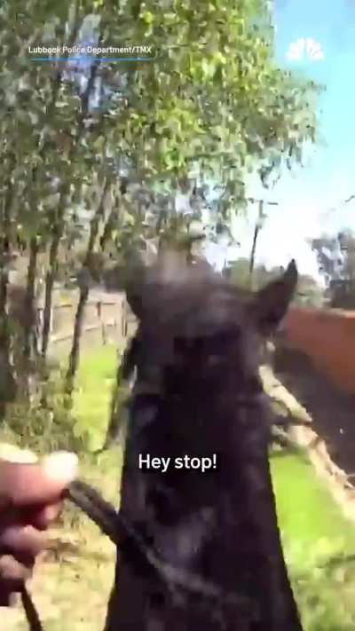 Guy flees after cop jokes about having a narcotics smelling horse