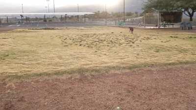 We were the first ones at the dog park this morning