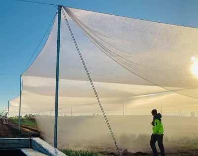 Knocking the morning dew off some hail netting @jackadelaide