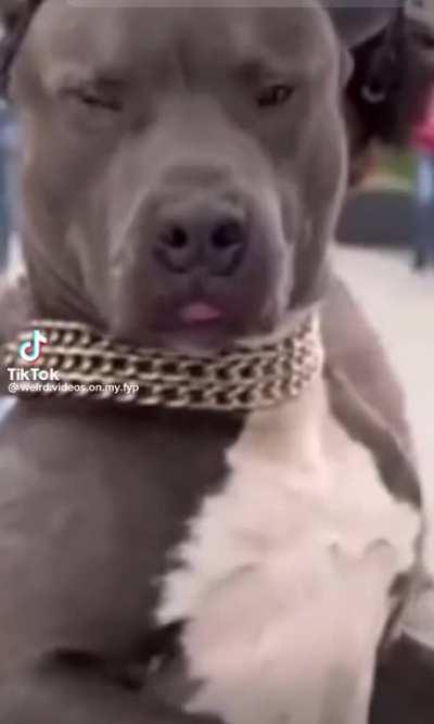 Don’t make cupcake mad