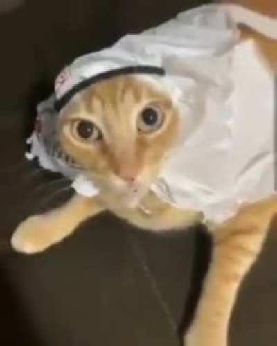 the most normal arabian cat