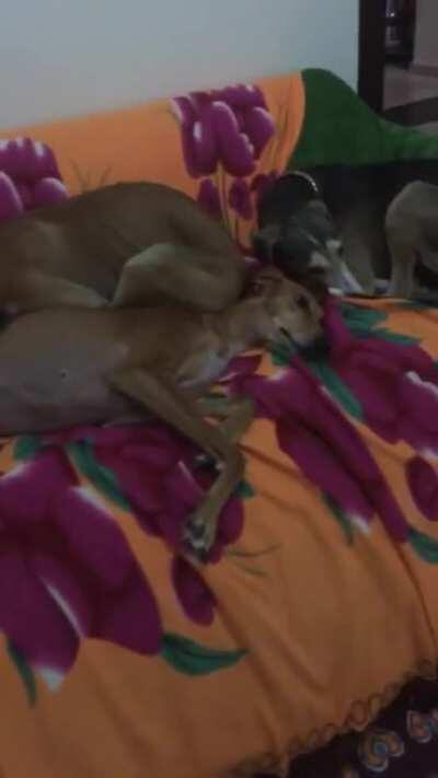 Very tolerant longboye mumma with two very insecure and clingy longboye fosters