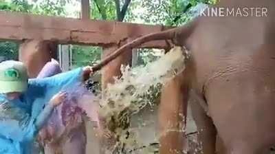 WCGW helping a constipated elephant