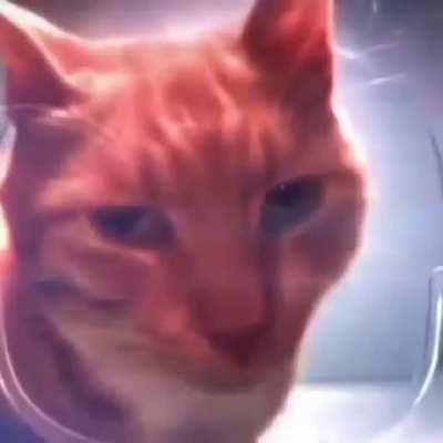 cat of the day 248+1 (249 i think)