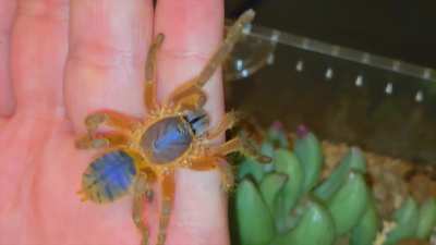 Hon Sej Goes On An Adventure