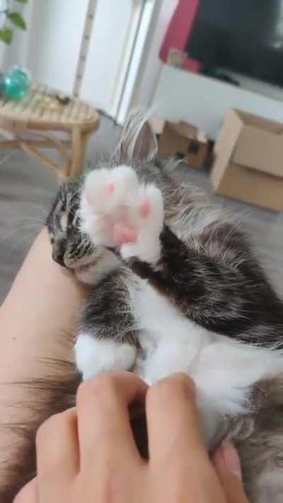 Left paw, right paw 😻💕
