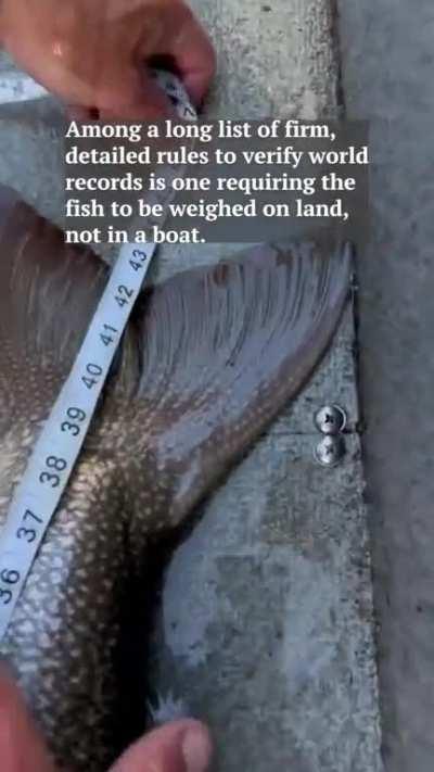 A father and son duo in Gunnison caught the surprise of a lifetime when they reeled in a pending** world record-breaking lake trout that weighed 73lbs and 4ft long.  **because they released it