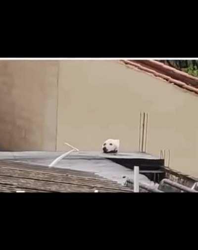 DeCaPITaTed DoG HeAd BeCoMes HoSt BoDY tO CaT