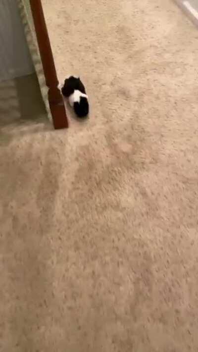 Minnie is such a speedy potato!