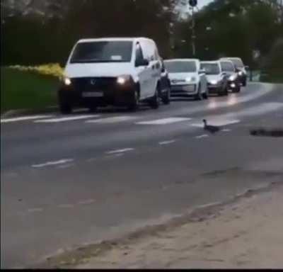 Cars stops and wait until the family of ducks cross the street