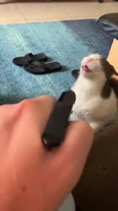 CAt BurGLaR EXecUTed bY FiRinG SQuAd