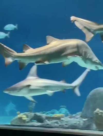 Mein Portfolio als Fisch