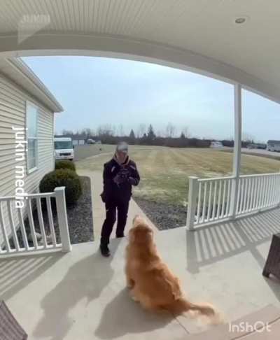 Golden retriever making sure his package gets delivered