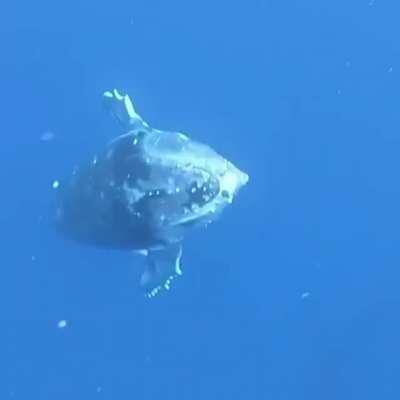 Why am I just now finding out whales can swim this fast?