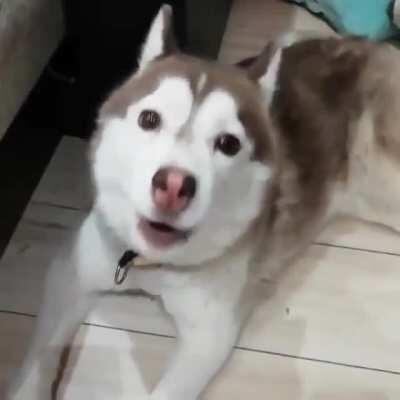 Dogo has something to tell you