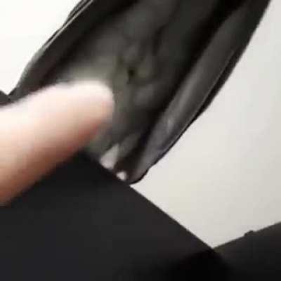 Nymphicus hollandicus