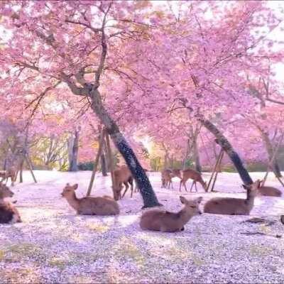 Herd of Deer relaxing by cherry blossom trees in Nara, Japan.