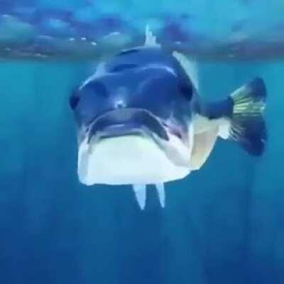 mamahuevo digo glu glu glu