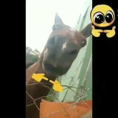 Cabalo😳👉🏼👈🏼