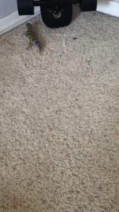 His little run always makes my worst days better. I hope it can do the same for you!